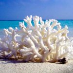 Совершенство кораллов