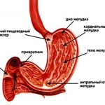 structure of the human stomach