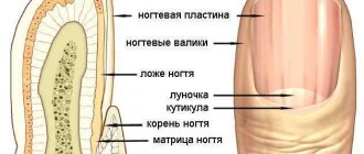 Структура ногтя
