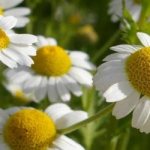 Washing with chamomile. The extraordinary effect of washing with chamomile! 