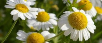 Washing with chamomile. The extraordinary effect of washing with chamomile! 